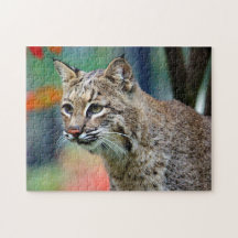 Wildlife Bobcat Foto