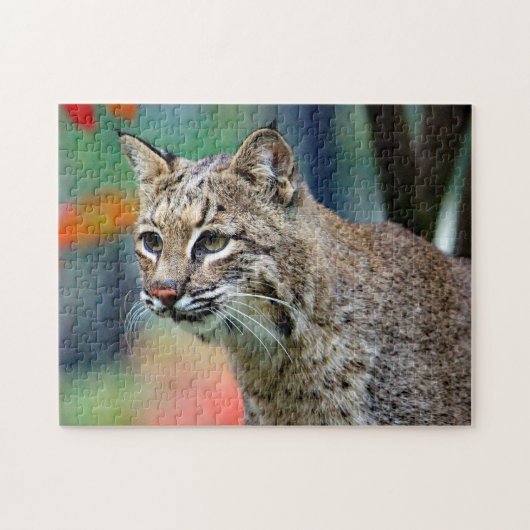 Wildlife Bobcat Foto Puzzle (Horizontal)