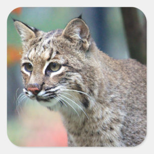Wildlife Bobcat Foto Quadratischer Aufkleber