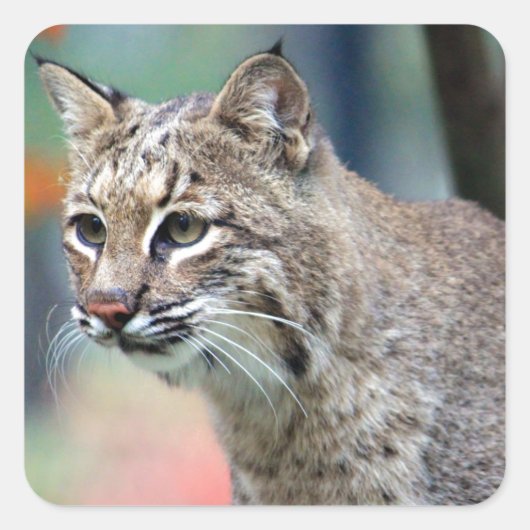 Wildlife Bobcat Foto Quadratischer Aufkleber (Vorderseite)