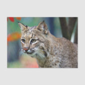 Wildlife Bobcat Foto Seidenpapier (Vorderseite)
