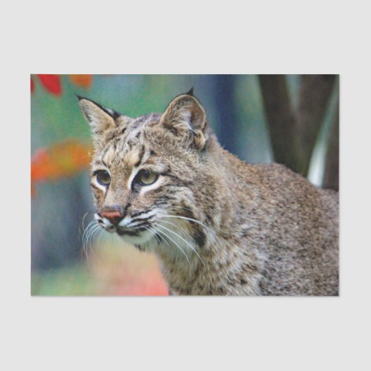 Wildlife Bobcat Foto Seidenpapier (Vorderseite)