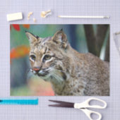 Wildlife Bobcat Foto Seidenpapier (Handwerk)