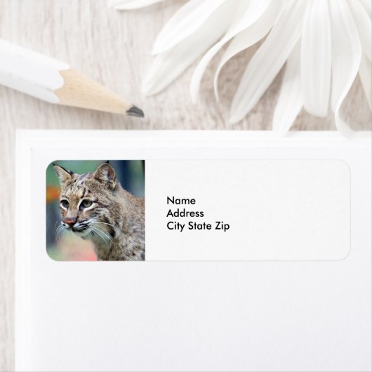 Wildlife Brown Bobcat Lynx (Insitu)