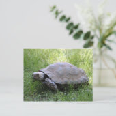 Wildlife Brown Tortoise Foto Postkarte (Stehend Vorderseite)