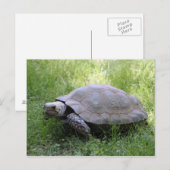 Wildlife Brown Tortoise Foto Postkarte (Vorne/Hinten)