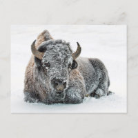 Wildlife Buffalo Snow Foto