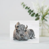 Wildlife Buffalo Snow Foto Postkarte (Stehend Vorderseite)