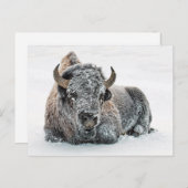 Wildlife Buffalo Snow Foto Postkarte (Vorne/Hinten)