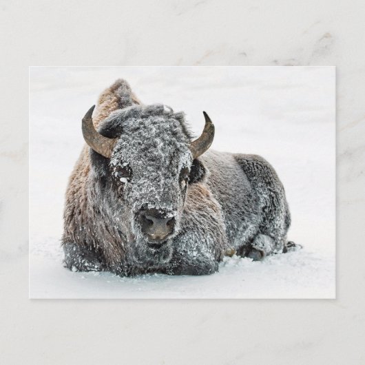 Wildlife Buffalo Snow Foto Postkarte (Vorderseite)