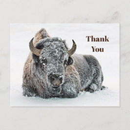 Wildlife Buffalo Snow Foto Vielen Dank Postkarte