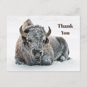 Wildlife Buffalo Snow Foto Vielen Dank Postkarte