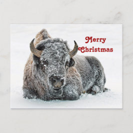 Wildlife Buffalo Snow Foto Weihnachten Postkarte