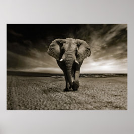 Wildlife Bull Elephant Foto Poster