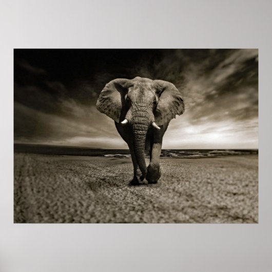 Wildlife Bull Elephant Foto Poster (Vorne)