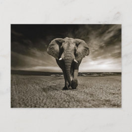 Wildlife Bull Elephant Foto Postkarte