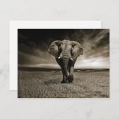 Wildlife Bull Elephant Foto Postkarte (Vorne/Hinten)