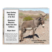 Wildlife Calendar, wild donkeys, burros, desert Kalender (Titelbild)