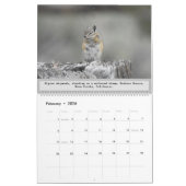 Wildlife calendar, wilde Tiere, Chipmunk Cuteness Kalender (Feb 2026)