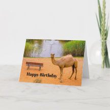 Wildlife Camel Oasis Foto Geburtstag