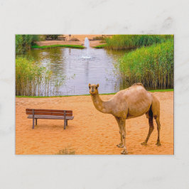 Wildlife Camel Oasis Foto Postkarte
