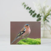 Wildlife Chaffinch Foto Postkarte (Stehend Vorderseite)