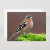 Wildlife Chaffinch Foto Postkarte (Vorne/Hinten)