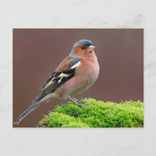 Wildlife Chaffinch Foto Postkarte (Vorderseite)