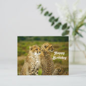 Wildlife Cheetah Foto Birthday Postkarte (Stehend Vorderseite)