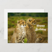 Wildlife Cheetah Foto Birthday Postkarte (Vorne/Hinten)