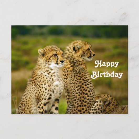 Wildlife Cheetah Foto Birthday Postkarte (Vorderseite)