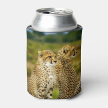 Wildlife Cheetah Foto