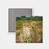 Wildlife Cheetah Foto Magnet (Vorderseite/Rückseite)