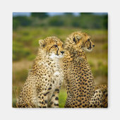 Wildlife Cheetah Foto Magnet (Vorne)