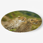 Wildlife Cheetah Foto Pappteller (Schrägansicht)