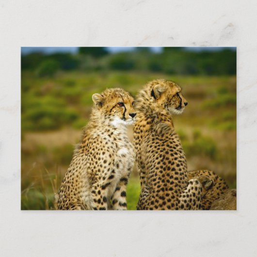 Wildlife Cheetah Foto Postkarte (Vorderseite)