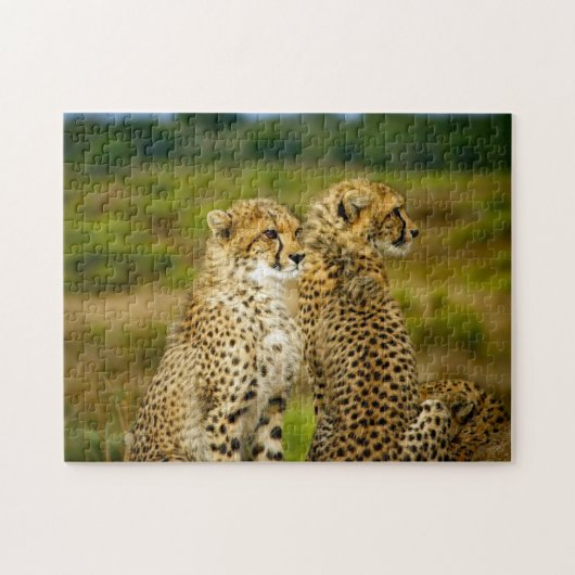 Wildlife Cheetah Foto Puzzle (Horizontal)