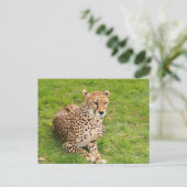 Wildlife Cheetah liegt herunter Postkarte (Stehend Vorderseite)