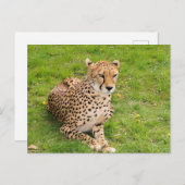 Wildlife Cheetah liegt herunter Postkarte (Vorne/Hinten)