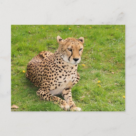 Wildlife Cheetah liegt herunter Postkarte (Vorderseite)