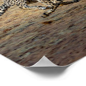 Wildlife Cheetah Running Foto Poster (Ecke)