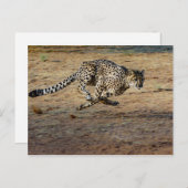 Wildlife Cheetah Running Foto Postkarte (Vorne/Hinten)