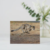 Wildlife Cheetah Running Foto Postkarte (Stehend Vorderseite)