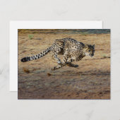 Wildlife Cheetah Running Foto Postkarte (Vorne/Hinten)