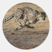 Wildlife Cheetah Running Foto