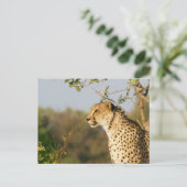 Wildlife Cheetah Side View Postkarte (Stehend Vorderseite)