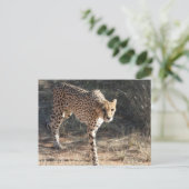 Wildlife Cheetah Walking Postkarte (Stehend Vorderseite)