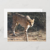 Wildlife Cheetah Walking Postkarte (Vorne/Hinten)