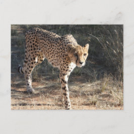 Wildlife Cheetah Walking Postkarte