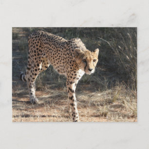 Wildlife Cheetah Walking Postkarte